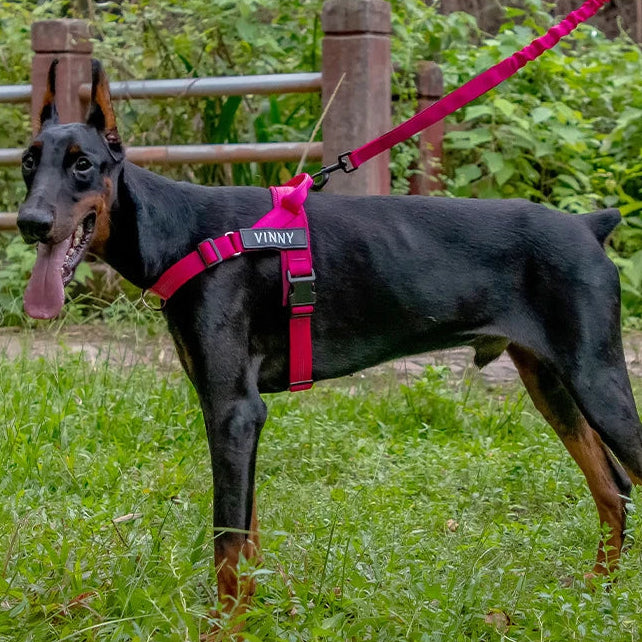 Adjustable reflective dog harness shown on a dog