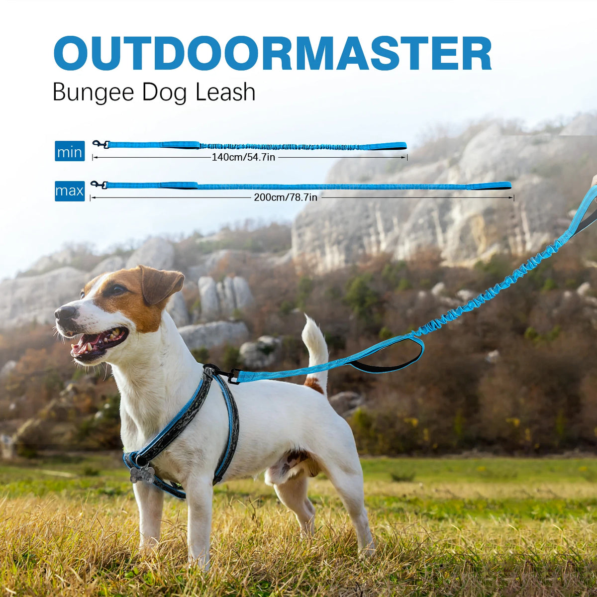 Dog walking outdoors with a shock-absorbing bungee lead