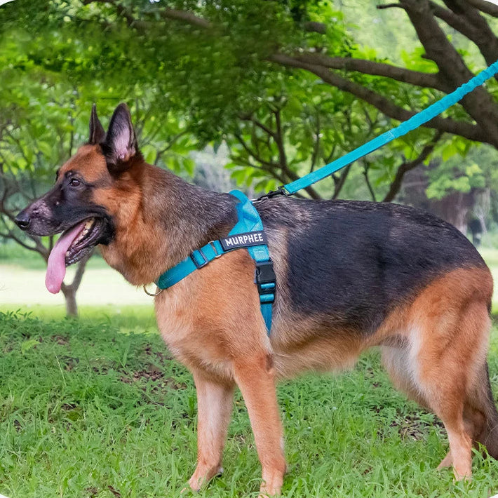Dog wearing an adjustable reflective harness during an outdoor walk